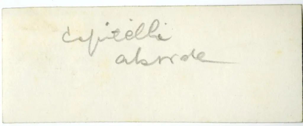 Anonimo , Anonimo - sec. XI/ XII - Motivi decorativi