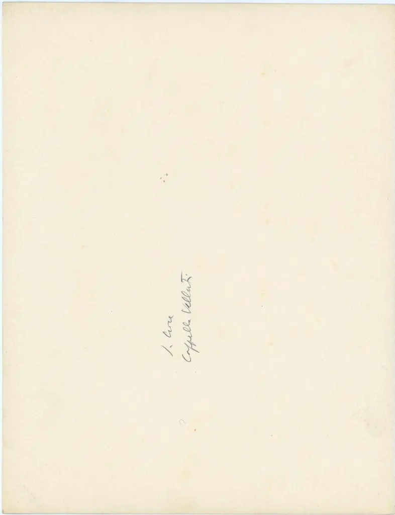 Anonimo , S. Croce - Cappella Velluti