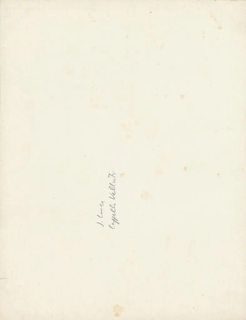 Anonimo , S. Croce - Cappella Velluti