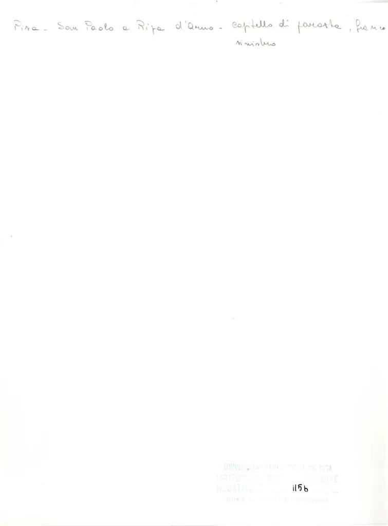 Universit&agrave; di Pisa. Dipartimento di Storia delle Arti , Pisa - San Paolo a Ripa d'Arno - capitello di parasta, fianco sinistro