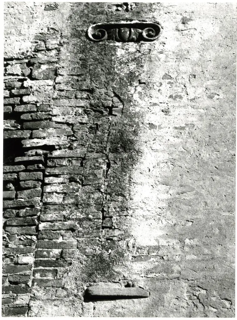 Anonimo sec. XVI , Motivi decorativi fitomorfi