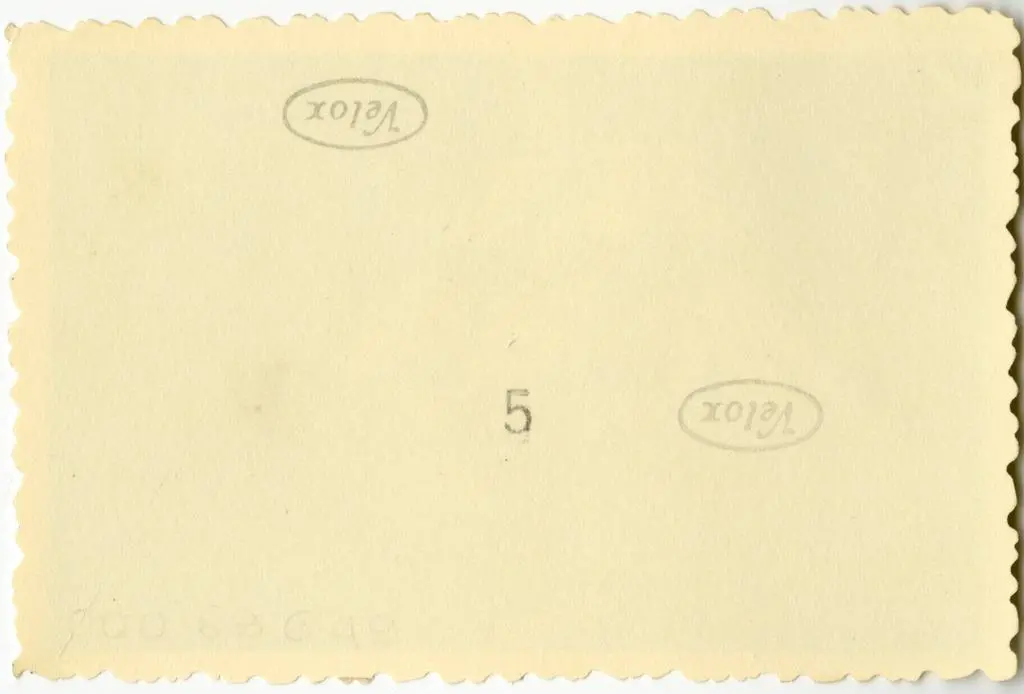 Anonimo , Anonimo francese - sec. XI - Motivi decorativi fitomorfi