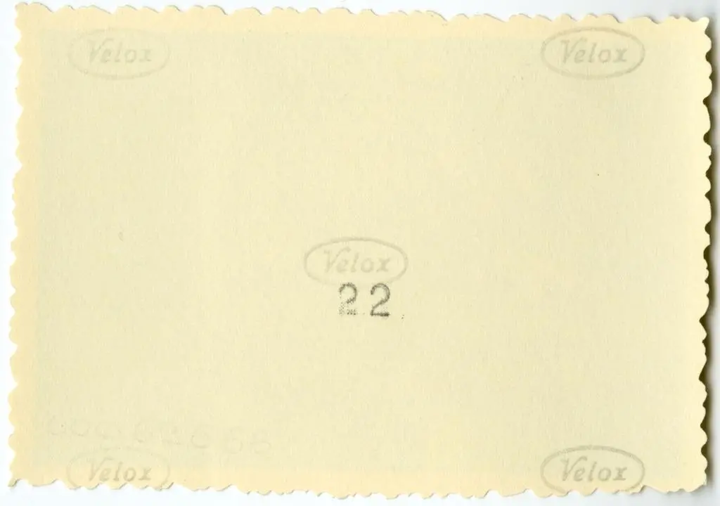 Anonimo , Anonimo francese - sec. XI - Motivi decorativi vegetali e animali