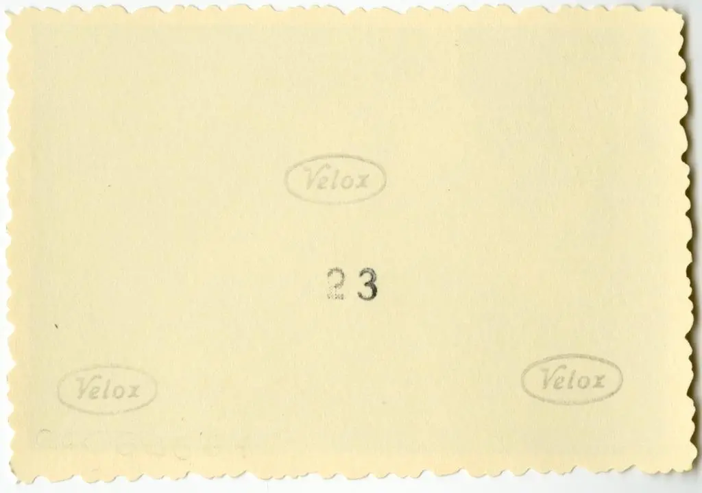 Anonimo , Anonimo francese - sec. XI - Motivi decorativi vegetali e animali