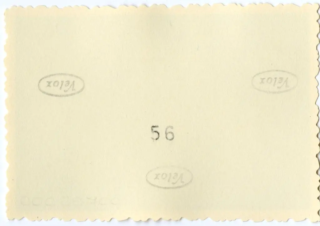 Anonimo , Anonimo francese - sec. XI - Motivi decorativi fitomorfi