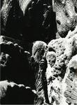 Colombo C. ; Gasperini M. , Capitello sinistro del portale principale del Duomo di Carrara, particolare