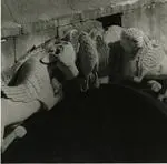 Anonimo , Portale principale del Duomo di Carrara, particolare del Tetramorfo