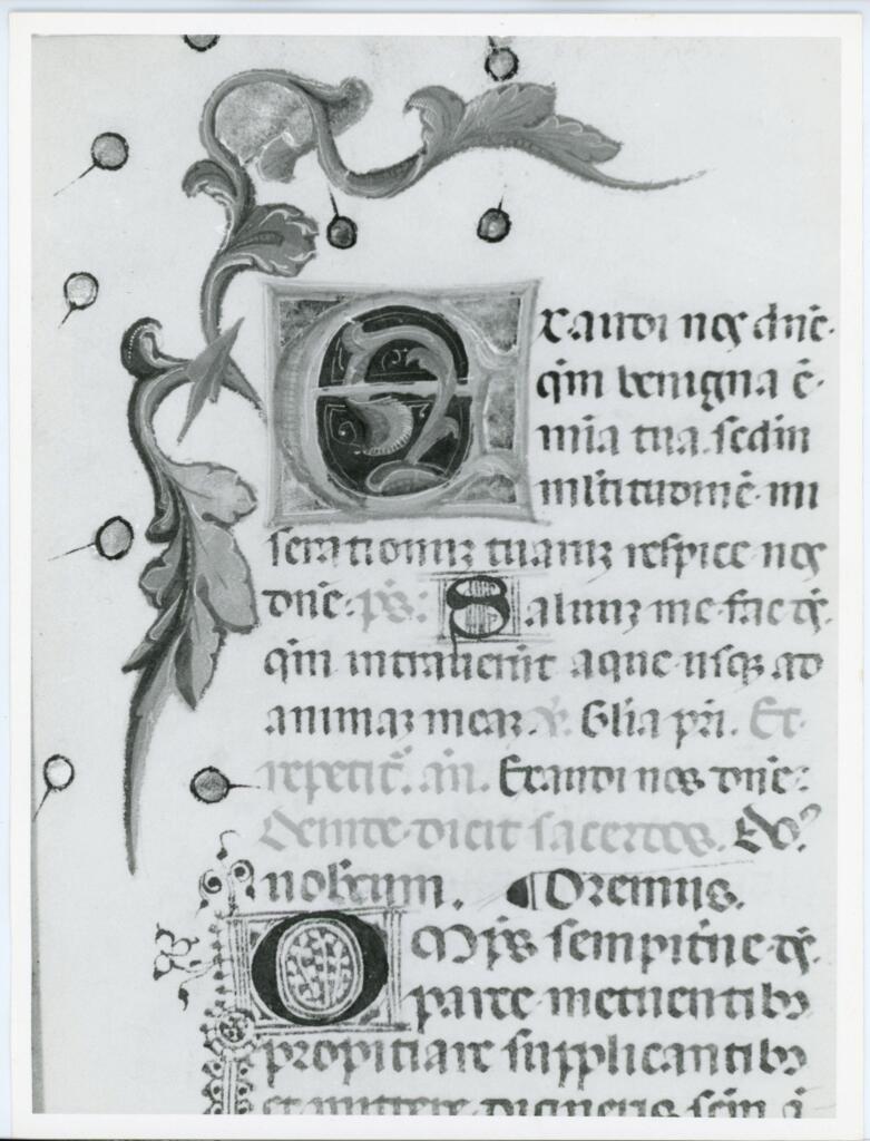 Anonimo italiano sec. XV , Iniziale E, Iniziale decorata, Motivi decorativi vegetali, Iniziale O, Iniziale filigranata
