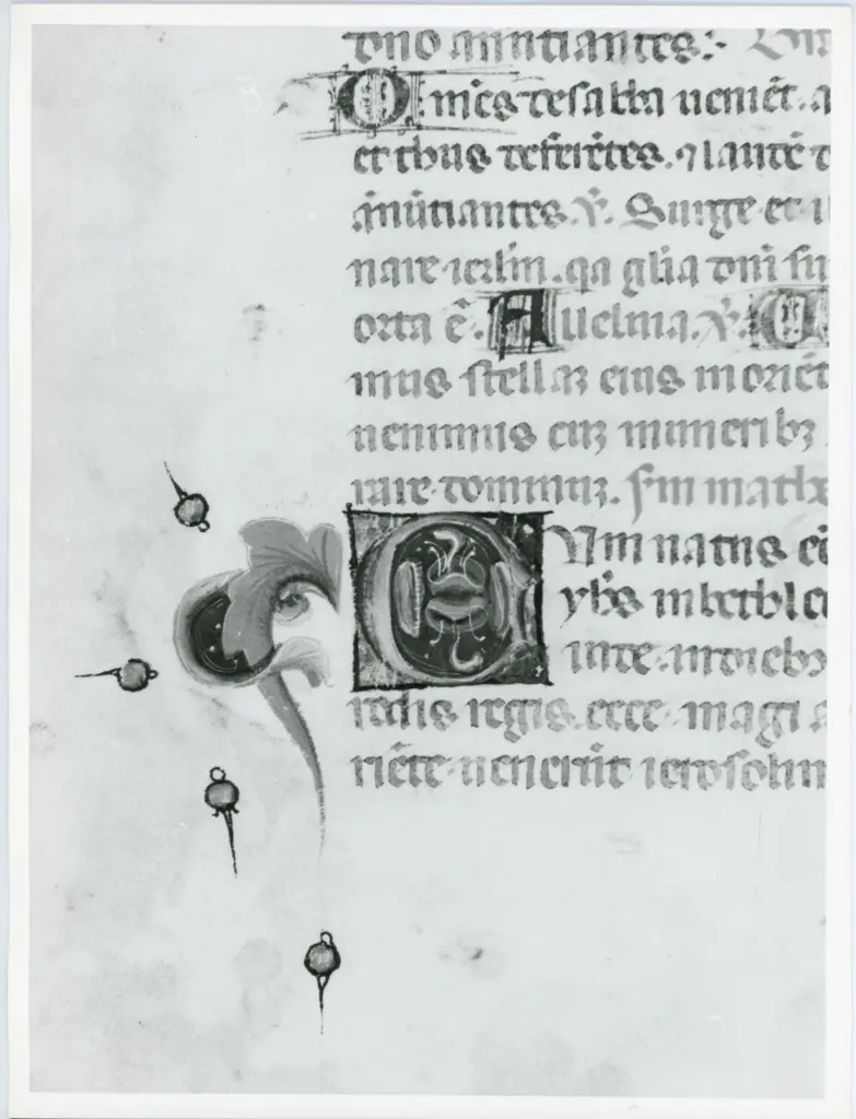 Anonimo italiano sec. XV , Iniziale C, Iniziale decorata, Motivi decorativi fitomorfi