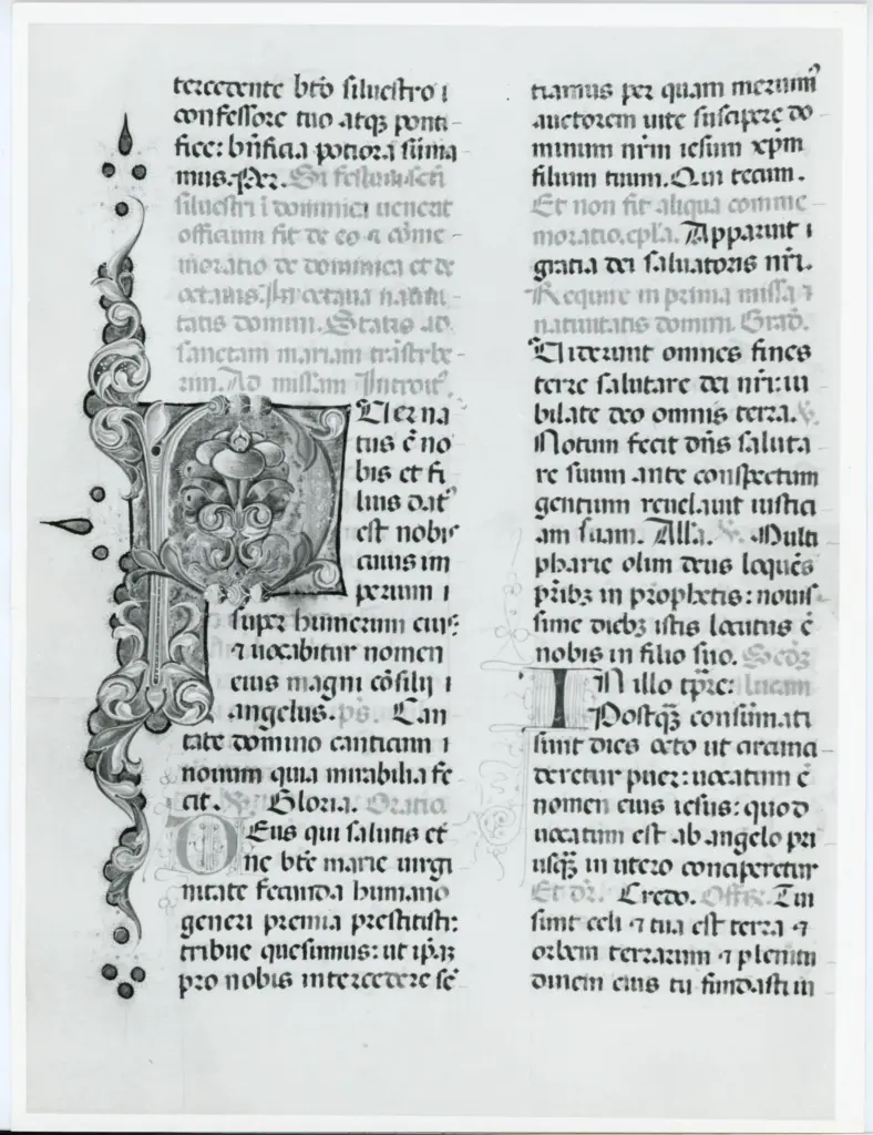 Anonimo italiano sec. XV , Iniziale P, Iniziale decorata, Motivi decorativi fitomorfi