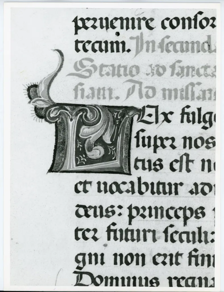 Anonimo italiano sec. XV , Iniziale L, Iniziale decorata, Motivi decorativi fitomorfi