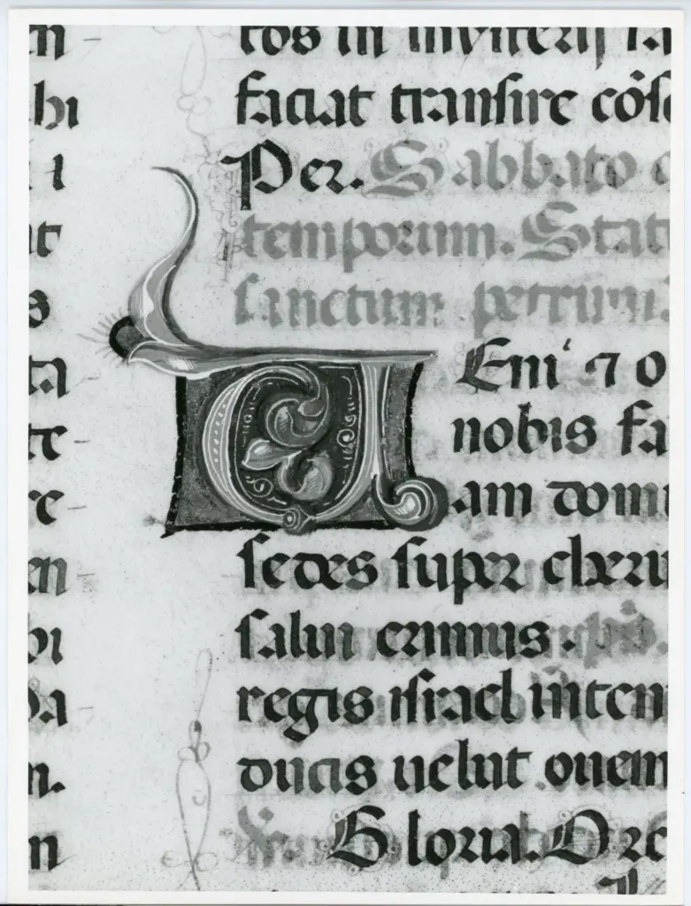 Anonimo italiano sec. XV , Iniziale V, Iniziale decorata, Motivi decorativi fitomorfi