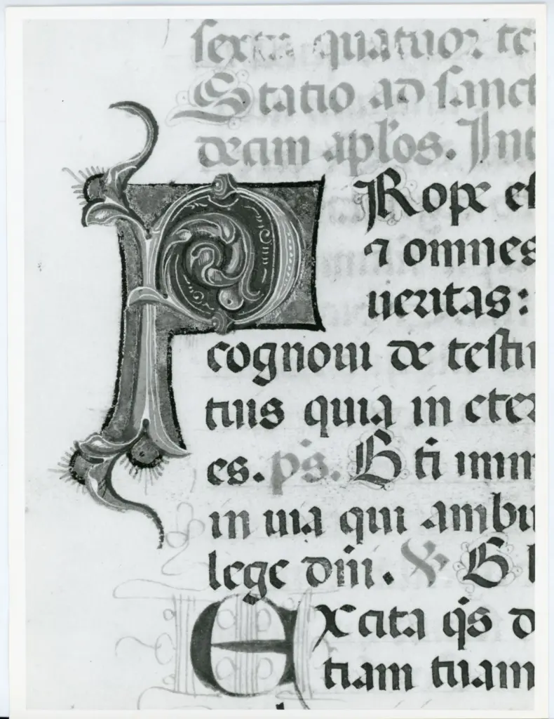 Anonimo italiano sec. XV , Iniziale P, Iniziale decorata, Motivi decorativi fitomorfi