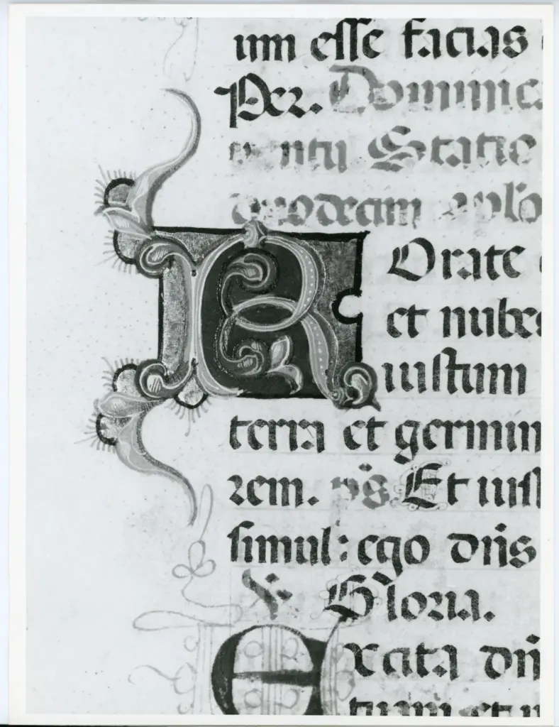 Anonimo italiano sec. XV , Iniziale R, Iniziale decorata, Motivi decorativi fitomorfi