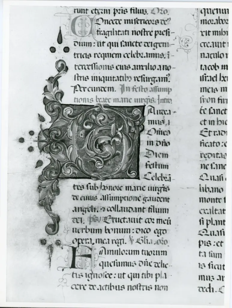 Anonimo italiano sec. XV , Iniziale G, Iniziale decorata, Motivi decorativi fitomorfi