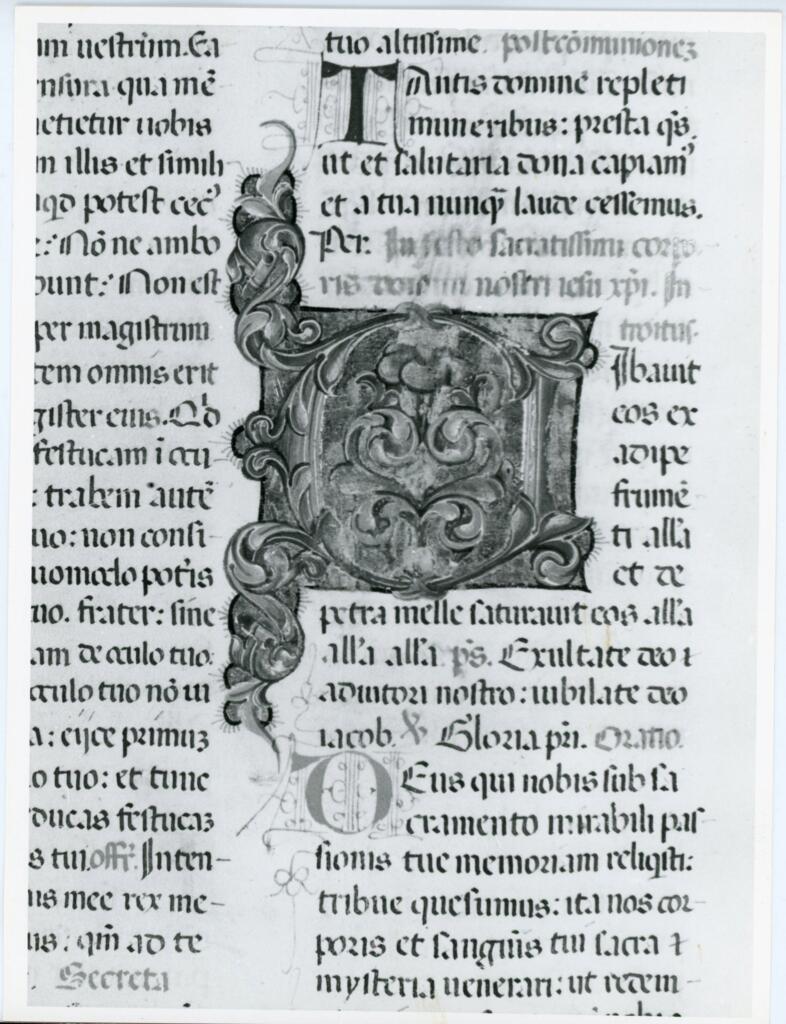 Anonimo italiano sec. XV , Iniziale C, Iniziale decorata, Motivi decorativi fitomorfi
