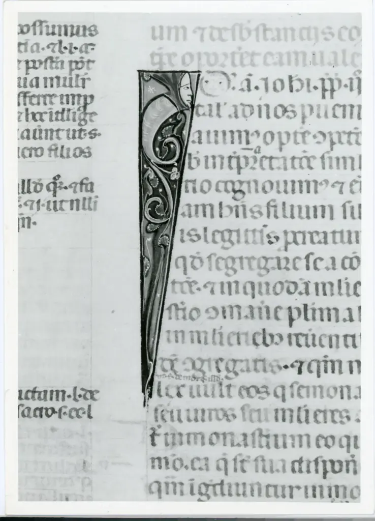 Anonimo italiano sec. XIV , Iniziale I, Iniziale figurata, Testa d'uomo di profilo, Motivi decorativi fitomorfi