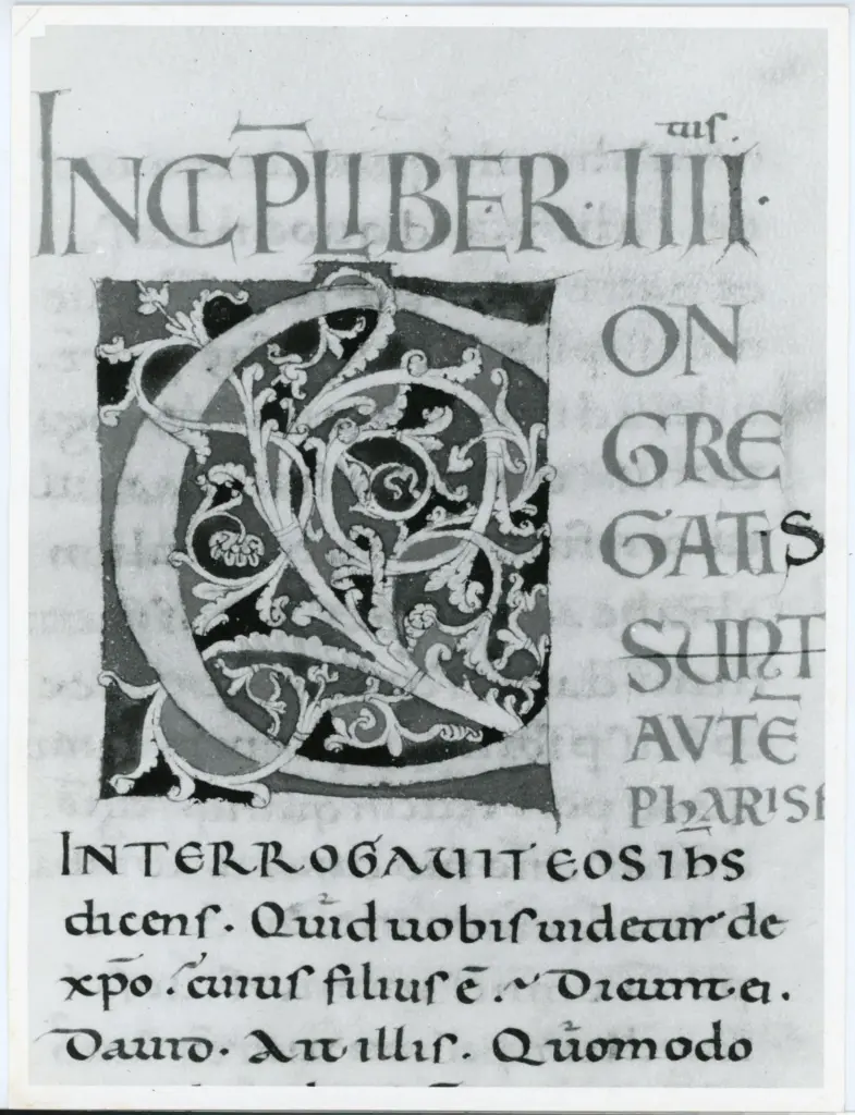 Anonimo italiano sec. XII , Iniziale C, Iniziale decorata, Motivi decorativi fitomorfi