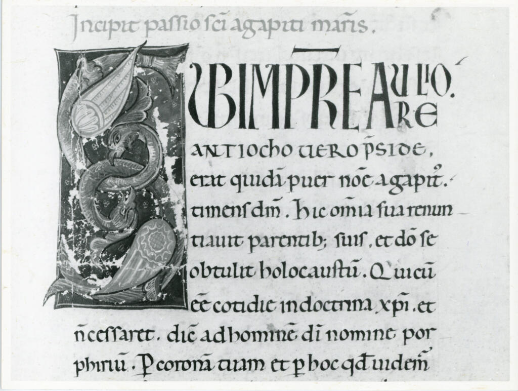 Anonimo italiano sec. XII , Iniziale S, Iniziale figurata, Motivo decorativo con animali fantastici