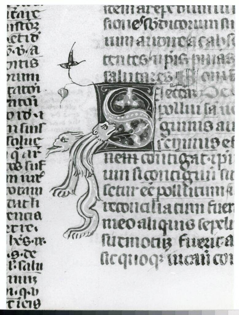 Anonimo italiano sec. XIV , Iniziale S, Iniziale figurata, Motivo decorativo con animali fantastici, Motivi decorativi fitomorfi