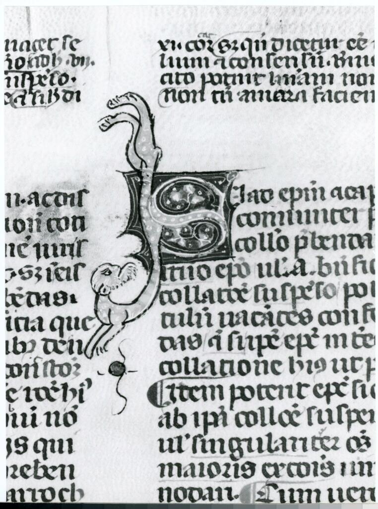 Anonimo italiano sec. XIV , Iniziale S, Iniziale decorata, Motivo decorativo zoomorfo, Motivi decorativi fitomorfi