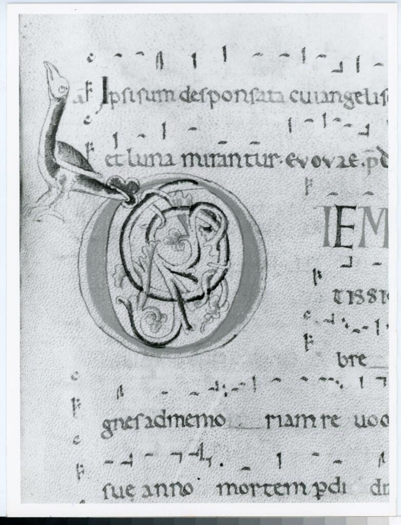 Anonimo italiano sec. XII , Iniziale D, Iniziale figurata, Motivi decorativi vegetali e zoomorfi