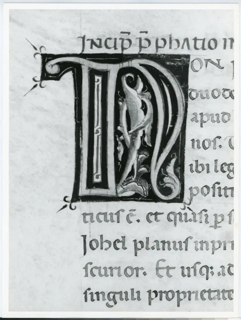 Marco di Berlinghiero , Iniziale N, Iniziale decorata, Motivi decorativi fitomorfi, Motivo decorativo geometrico