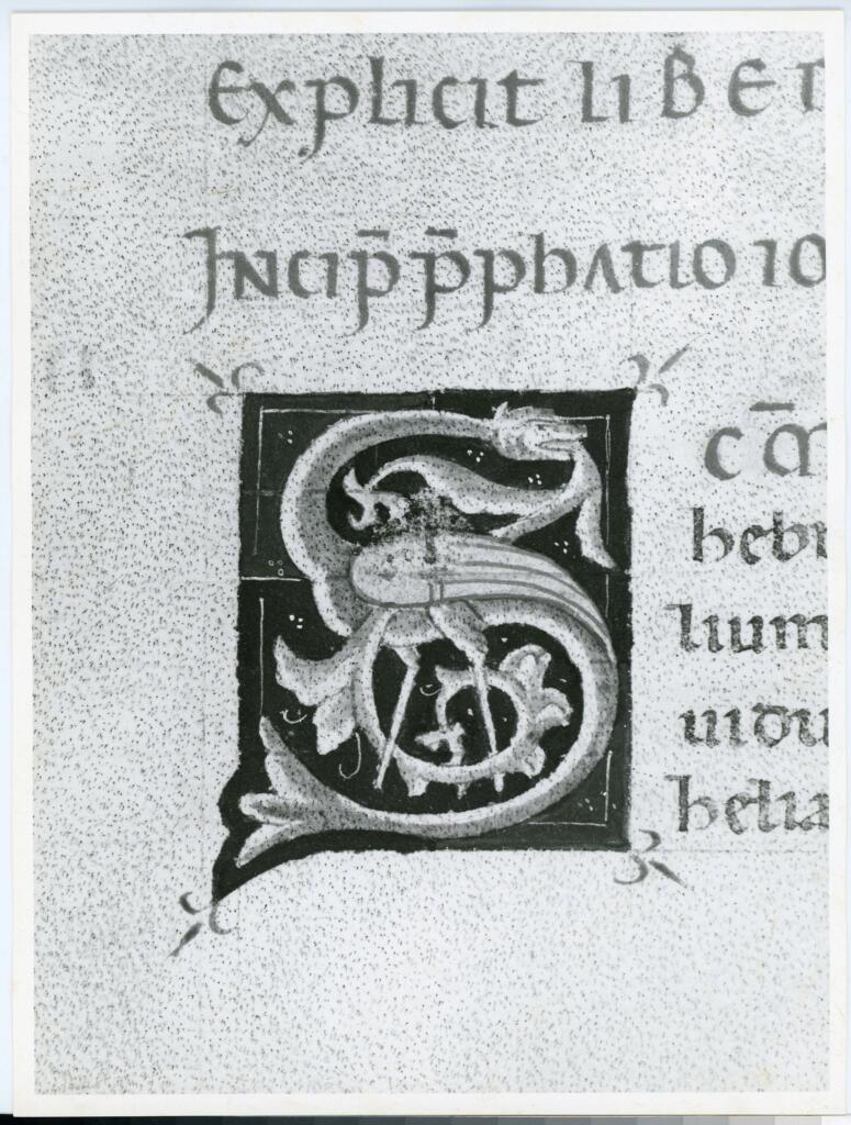 Marco di Berlinghiero , Iniziale S, Iniziale figurata, Motivo decorativo zoomorfo, Motivi decorativi fitomorfi