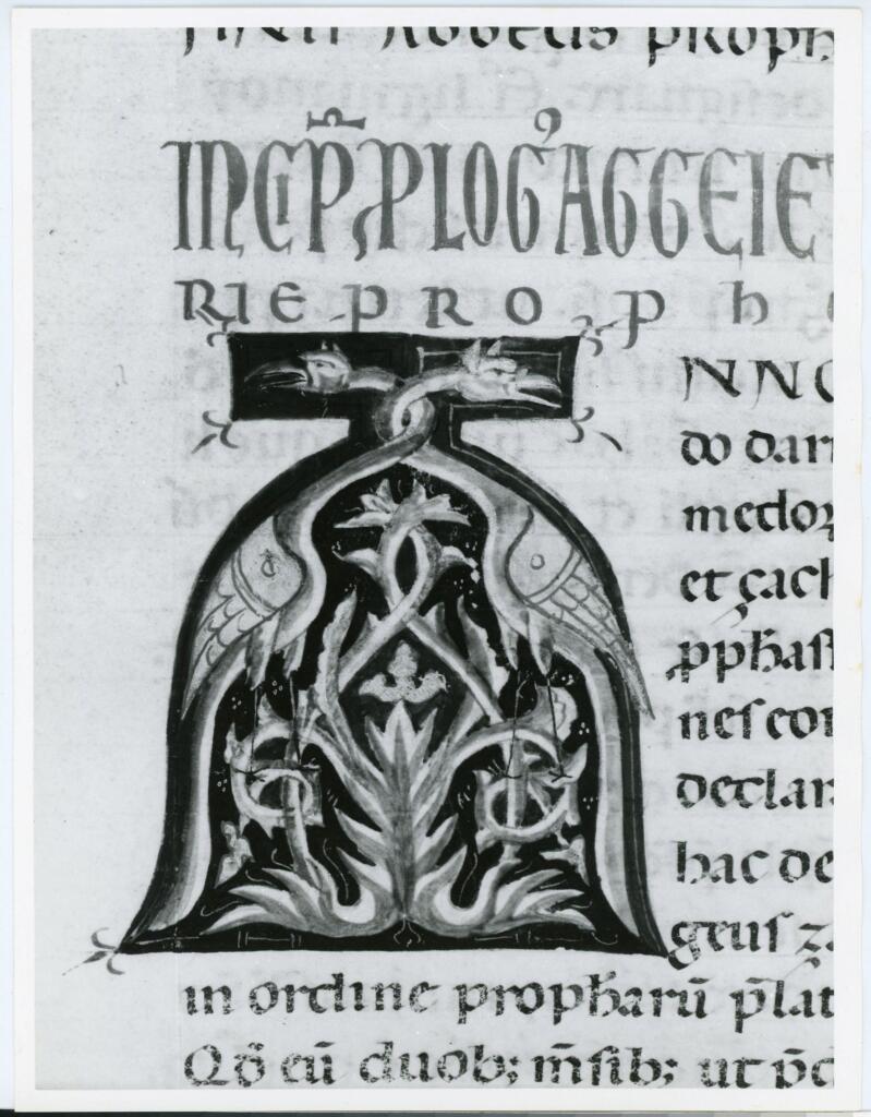 Marco di Berlinghiero , Iniziale A, Iniziale figurata, Motivi decorativi vegetali e zoomorfi