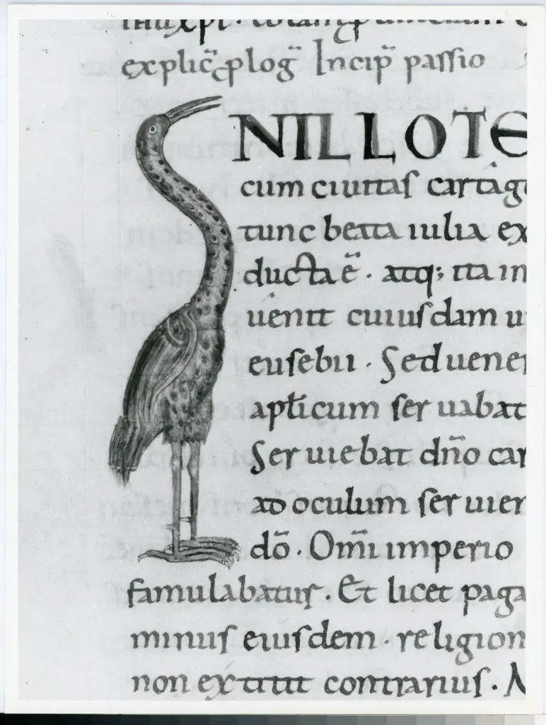 Università di Pisa. Dipartimento di Storia delle Arti , Anonimo italiano - sec. XI, ultimo quarto - Lucca, Biblioteca Capitolare Feliniana, Ms. Passionario C, f. 151v, particolare , fronte