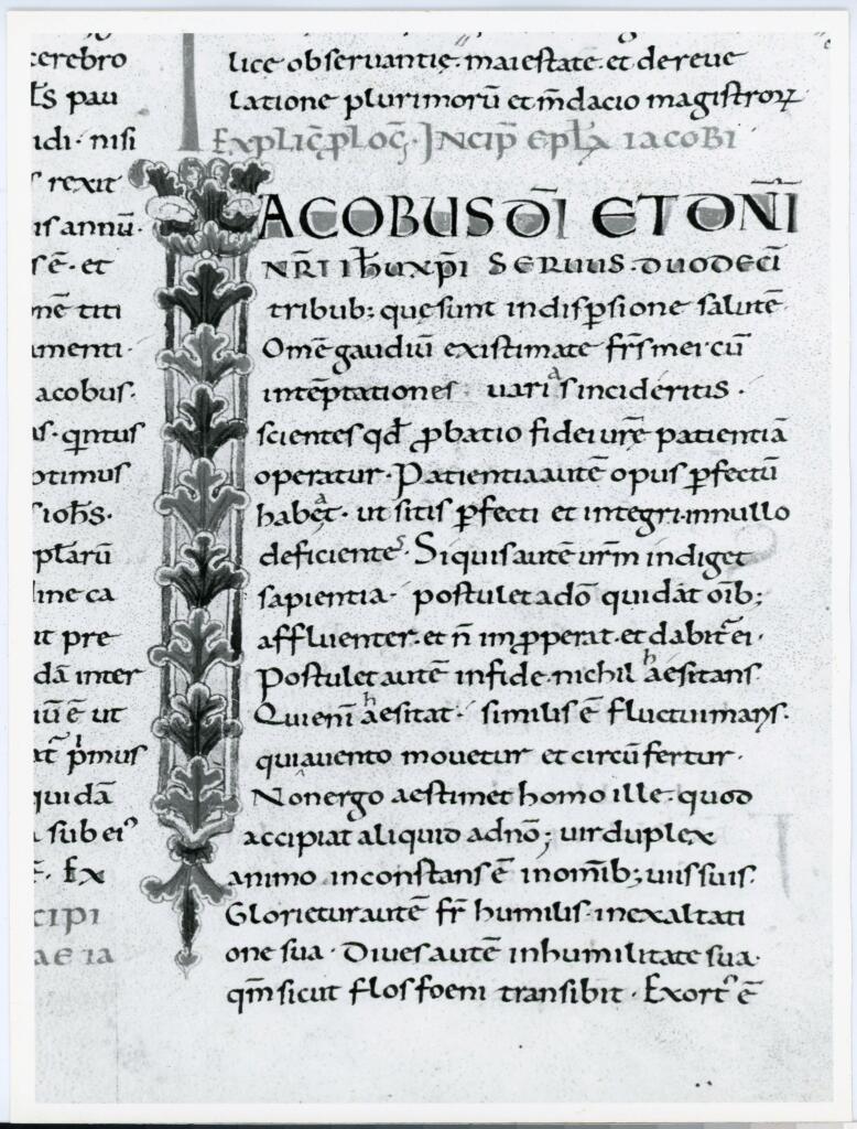 Anonimo italiano sec. XI , Iniziale I, Iniziale decorata, Motivi decorativi fitomorfi
