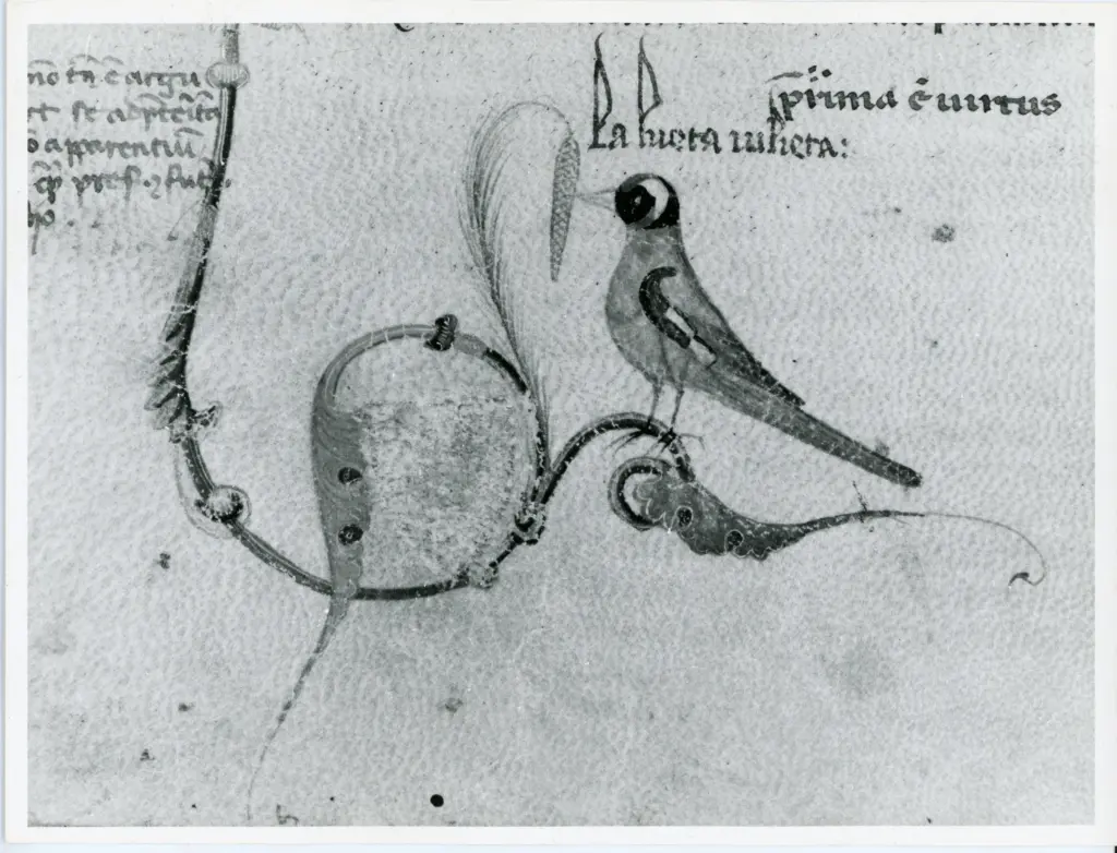 Università di Pisa. Dipartimento di Storia delle Arti , Anonimo italiano - sec. XIII, ultimo quarto - Lucca, Biblioteca Capitolare Feliniana, Ms. 137, f. 4v, particolare , fronte