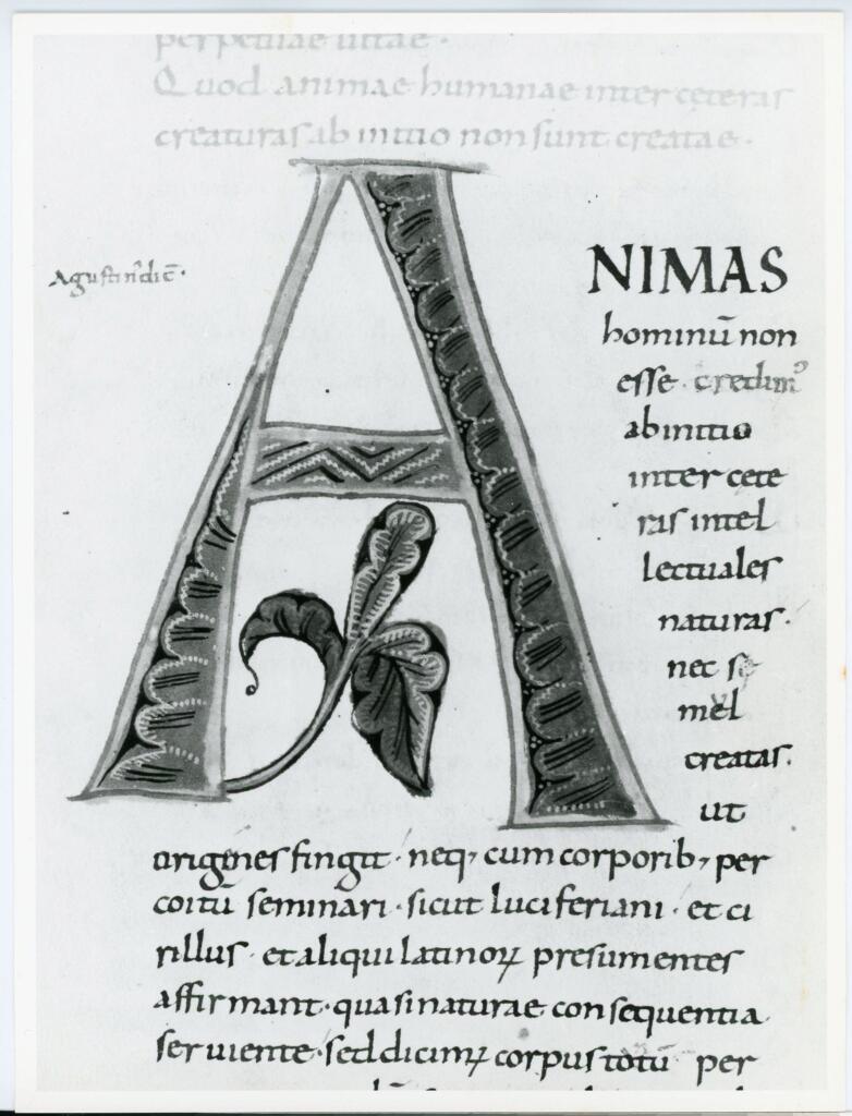 Anonimo italiano sec. XI , Iniziale A, Iniziale decorata, Motivi decorativi fitomorfi