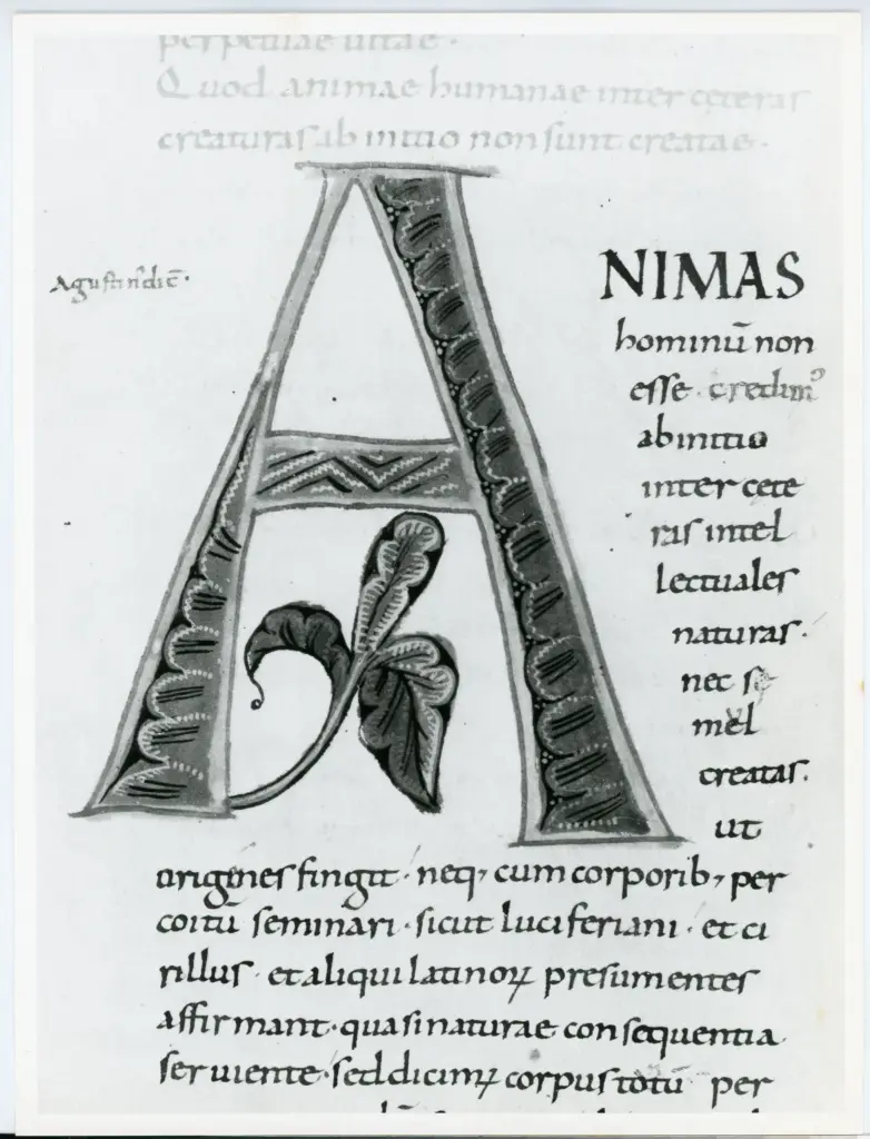 Anonimo italiano sec. XI , Iniziale A, Iniziale decorata, Motivi decorativi fitomorfi