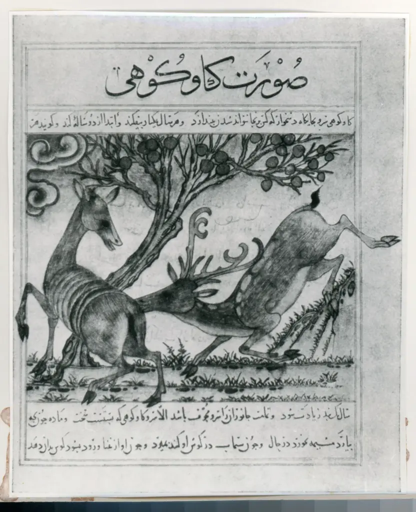 Anonimo , Le cerf et la biche, bestiaire de la Biblioth&egrave;que Morgan, New-York. , fronte
