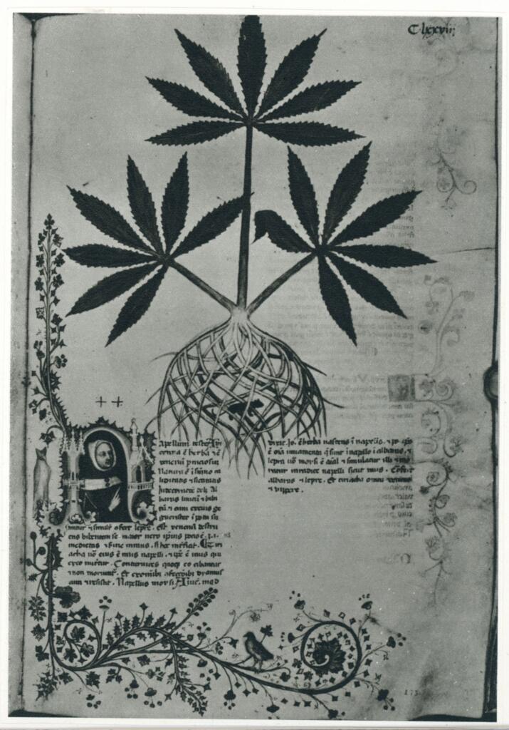 Anonimo , F. 175 della Historia Plantarum, ms. 459 della Biblioteca Casanatense di Roma , fronte