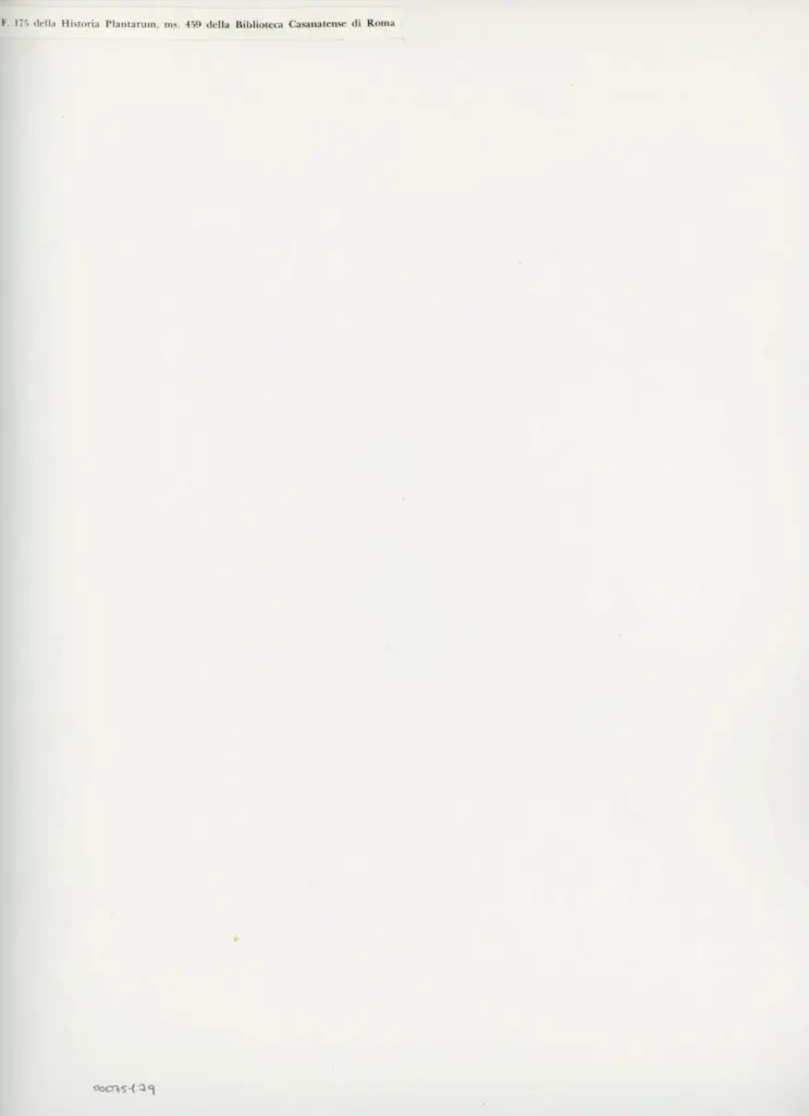 Anonimo , F. 175 della Historia Plantarum, ms. 459 della Biblioteca Casanatense di Roma , retro