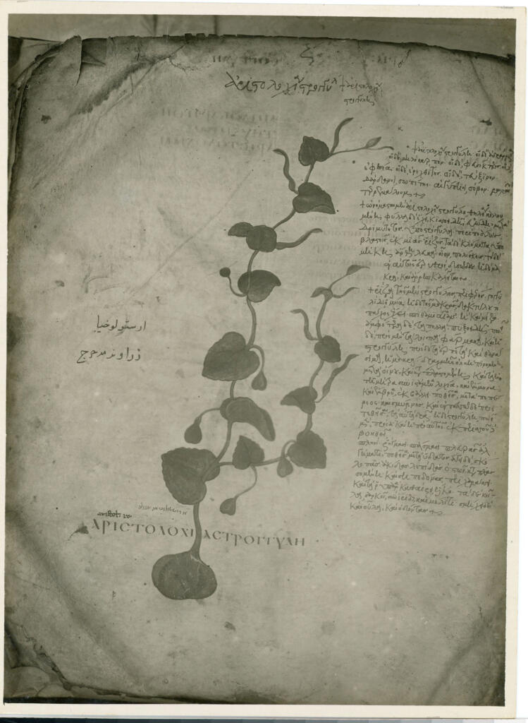 Dioscoride , fronte