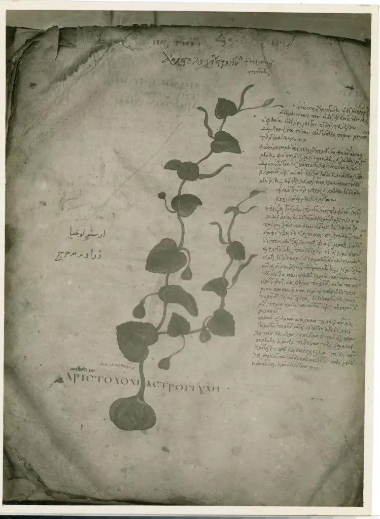 Anonimo sec. VI , Pianta