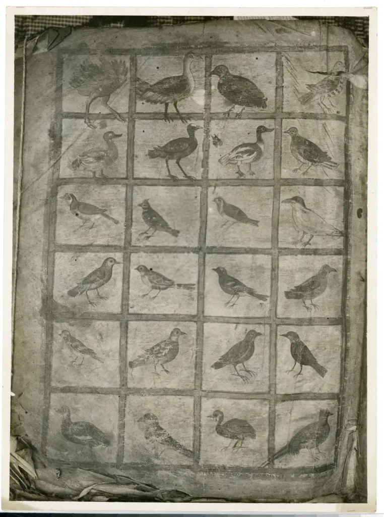 Anonimo sec. VI , Uccelli