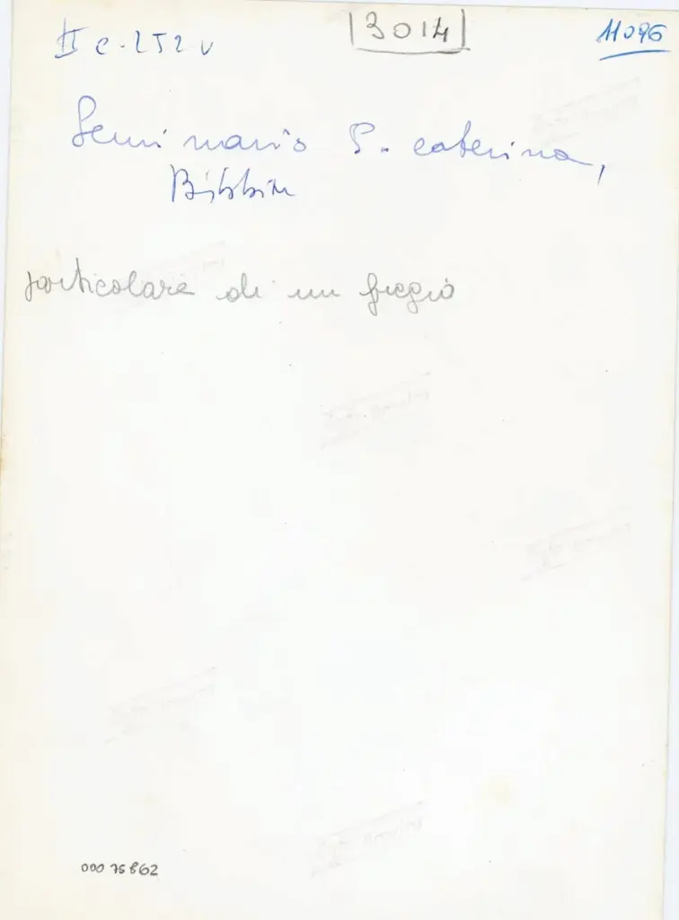 Anonimo , Seminario S. Caterina, Bbbia - II c. 252v - particolare di un fregio , retro