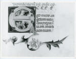 Anonimo italiano sec. XIV , Iniziale E, Iniziale decorata, Motivi decorativi fitomorfi