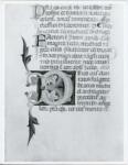 Anonimo italiano sec. XIV , Iniziale D, Iniziale decorata, Motivi decorativi fitomorfi