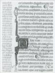 Anonimo italiano sec. XIV , Iniziale N, Iniziale decorata, Motivo decorativo zoomorfo, Motivi decorativi fitomorfi