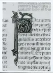 Anonimo italiano sec. XIV , Iniziale P, Iniziale decorata, Motivi decorativi vegetali e animali