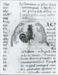Anonimo italiano sec. XI , Iniziale M, Iniziale figurata, Gallo, Due volpi