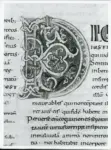 Anonimo italiano sec. XI , Iniziale D, Iniziale decorata, Motivi decorativi fitomorfi, Intreccio