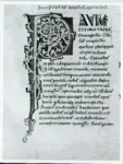 Anonimo italiano sec. XI , Iniziale P, Iniziale decorata, Motivi decorativi fitomorfi