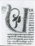 Anonimo italiano sec. XI , Iniziale V, Iniziale decorata, Motivi decorativi fitomorfi