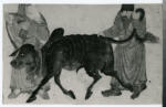 Siyah Qalam , Figure maschili, Bue